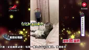 凯变成人的搞笑视频,笑料百出，让人捧腹不已