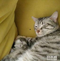 猫咪短视频成人版,猫咪短视频成人版，萌态百出，魅力无限