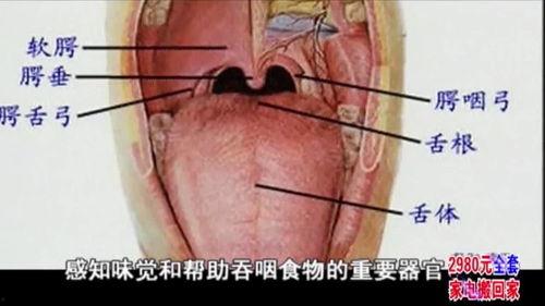 成人舌根手术视频大全集,全面解析手术过程与技巧
