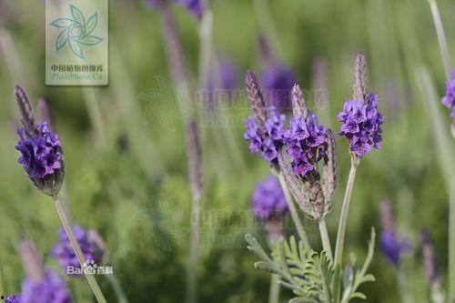 薰衣草变成人的样子视频,一场视觉与想象的奇幻之旅