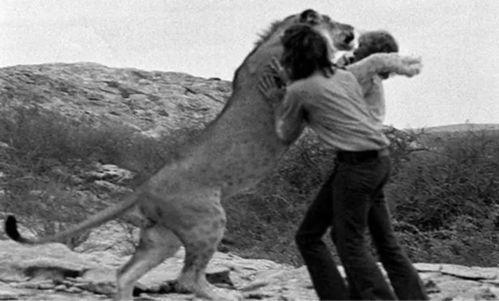 白色狮子变成人的视频,神秘变身视频揭秘