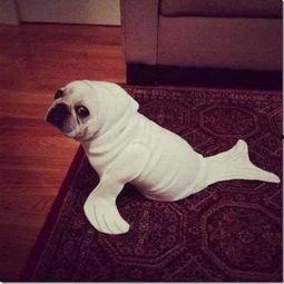 成人女性感宠物视频,揭秘成人女性对宠物视频的沉迷与情感共鸣